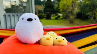 富士山の絶景を堪能!藤乃煌(ふじの きらめき)で過ごす贅沢なアウトドア体験